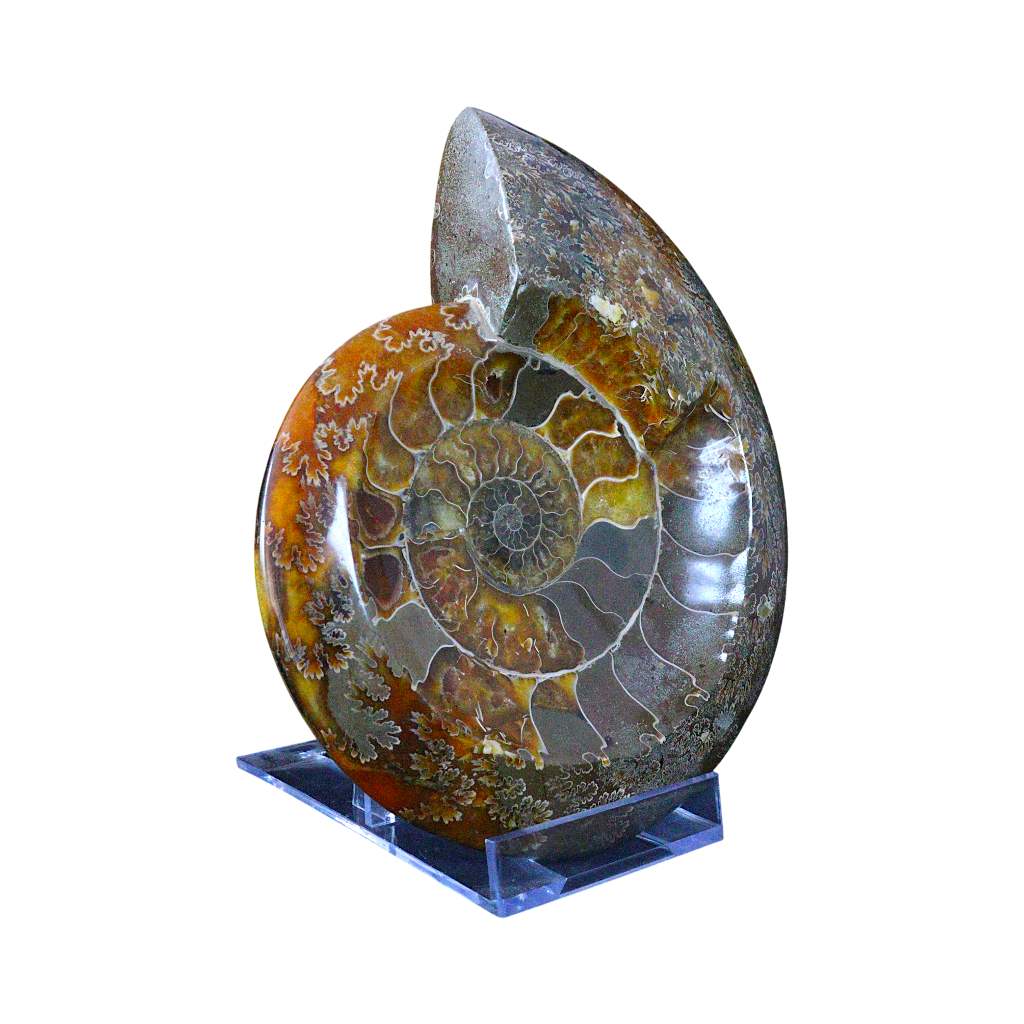 Ammonite Ashtrays