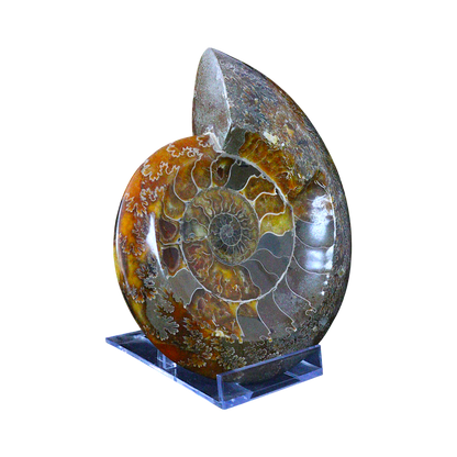 Ammonite Ashtrays