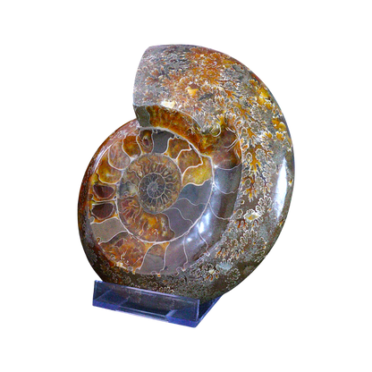 Ammonite Ashtrays