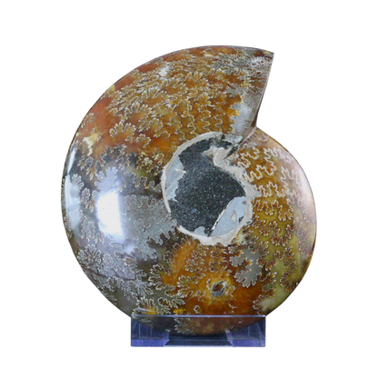 Ammonite Ashtrays