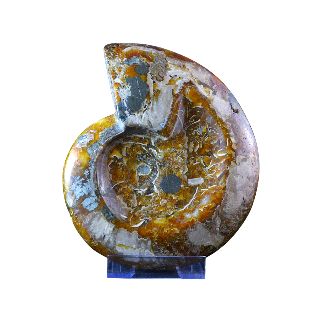Ammonite Ashtrays