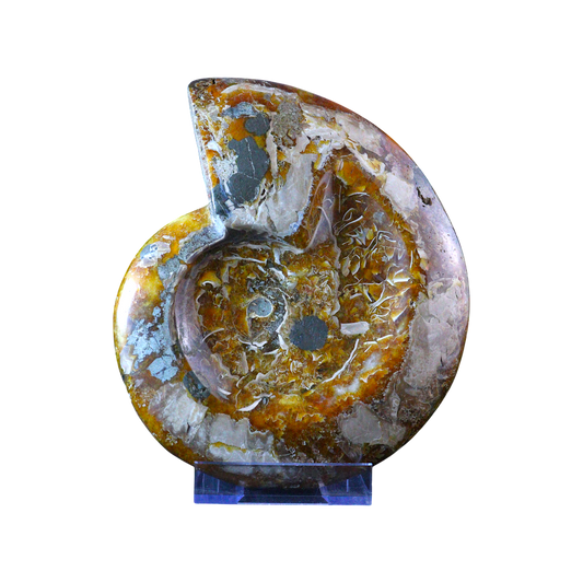 Ammonite Ashtrays