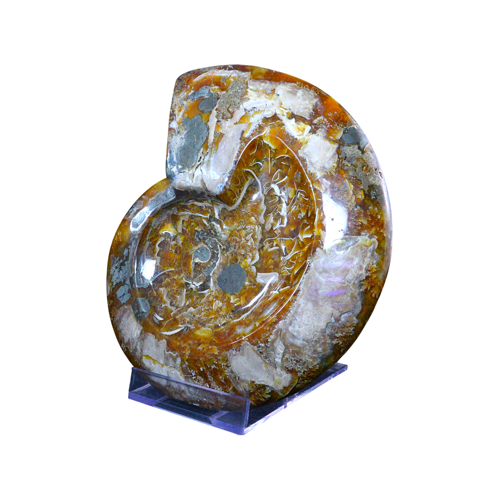 Ammonite Ashtrays