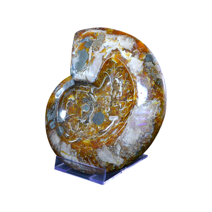 Ammonite Ashtrays