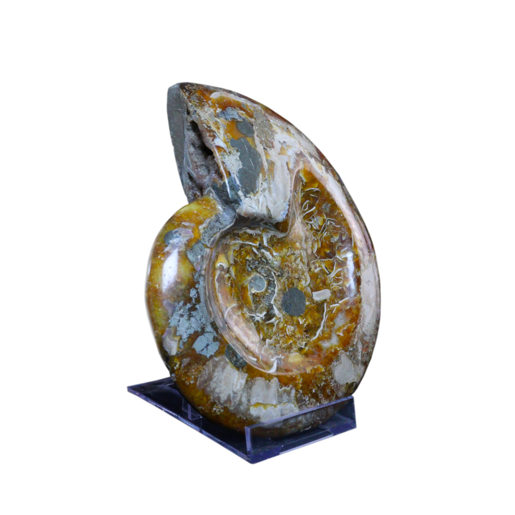 Ammonite Ashtrays