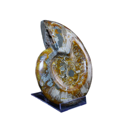 Ammonite Ashtrays