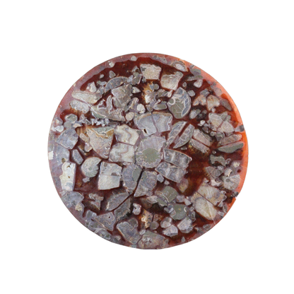 Composite Fossil Plate (Assembled Art Form)