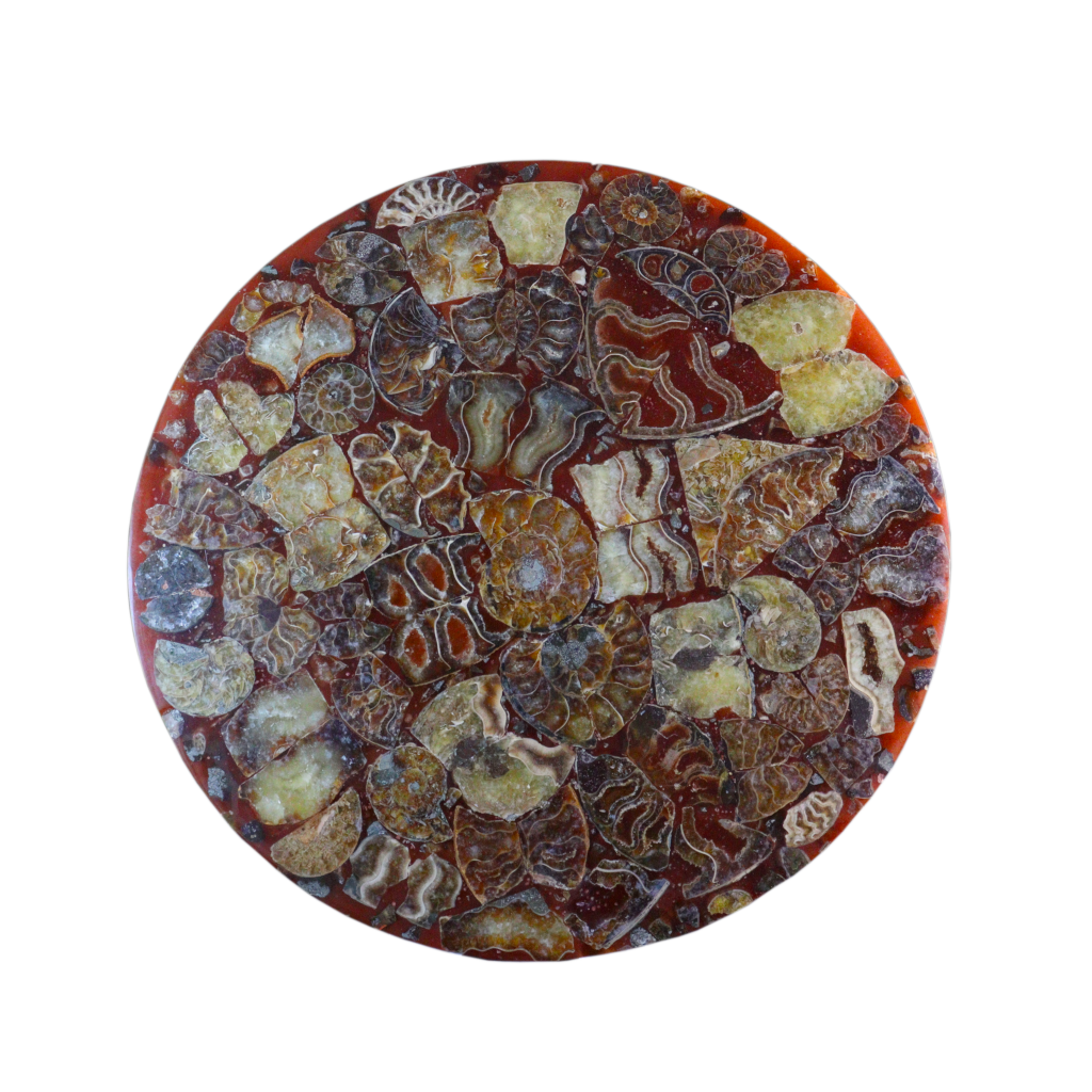 Composite Fossil Plate (Assembled Art Form)