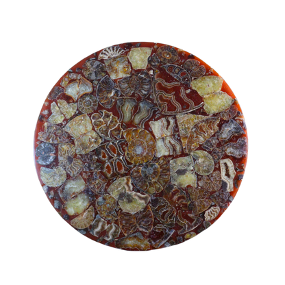 Composite Fossil Plate (Assembled Art Form)