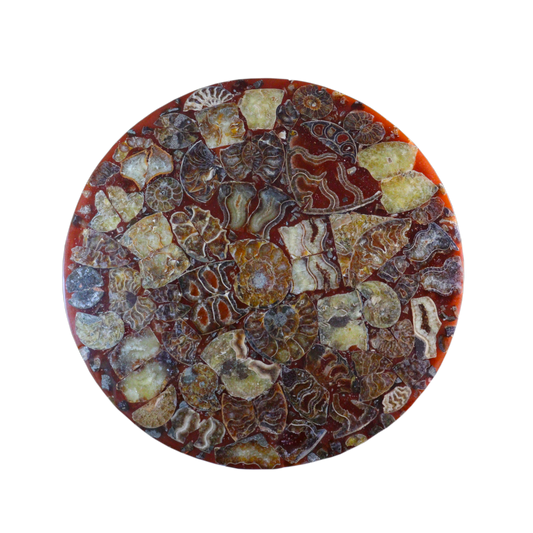 Composite Fossil Plate (Assembled Art Form)