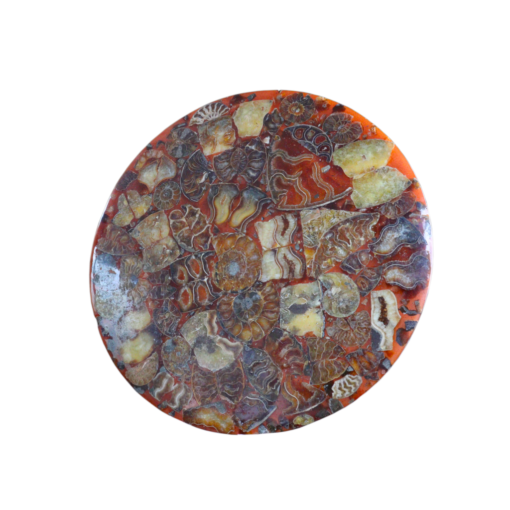 Composite Fossil Plate (Assembled Art Form)