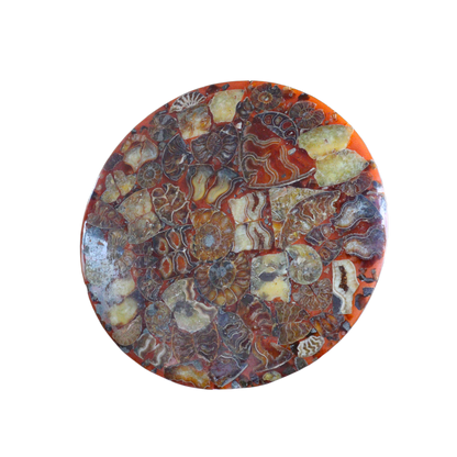 Composite Fossil Plate (Assembled Art Form)