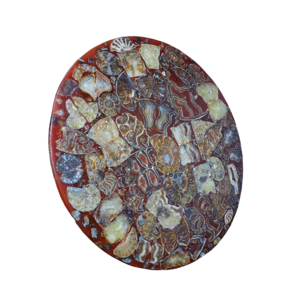 Composite Fossil Plate (Assembled Art Form)
