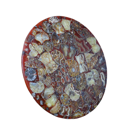 Composite Fossil Plate (Assembled Art Form)