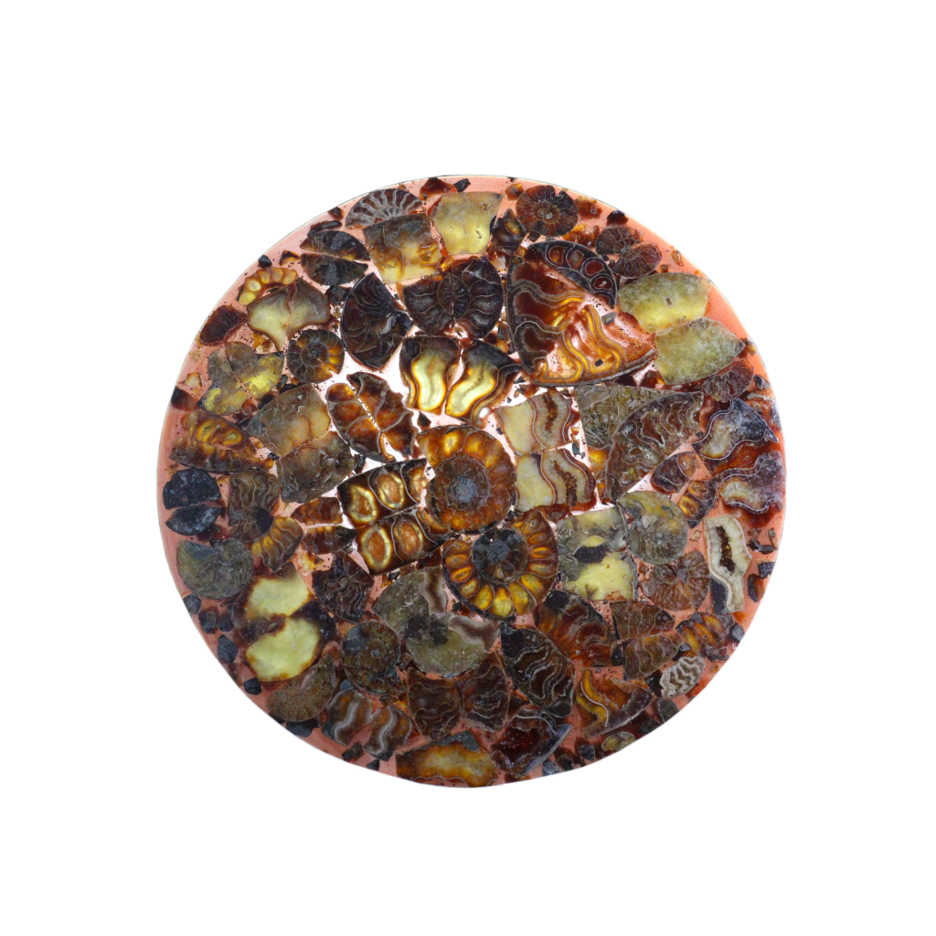 Composite Fossil Plate (Assembled Art Form)