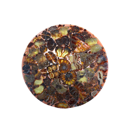 Composite Fossil Plate (Assembled Art Form)