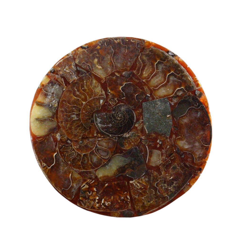 Composite Fossil Plate (Assembled Art Form)