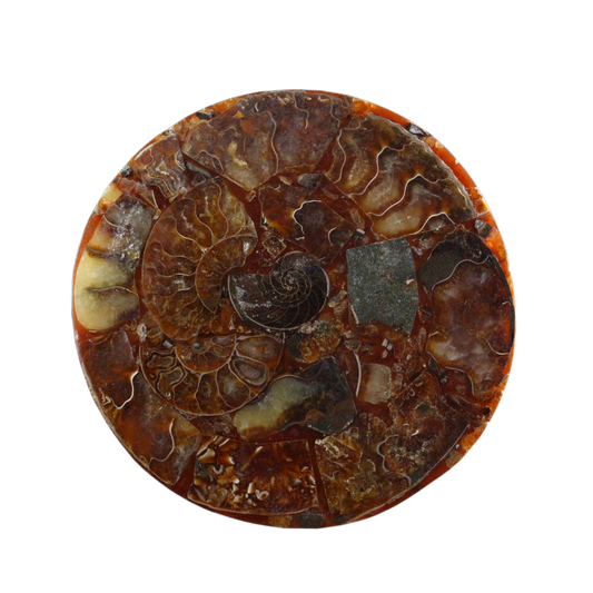 Composite Fossil Plate (Assembled Art Form)