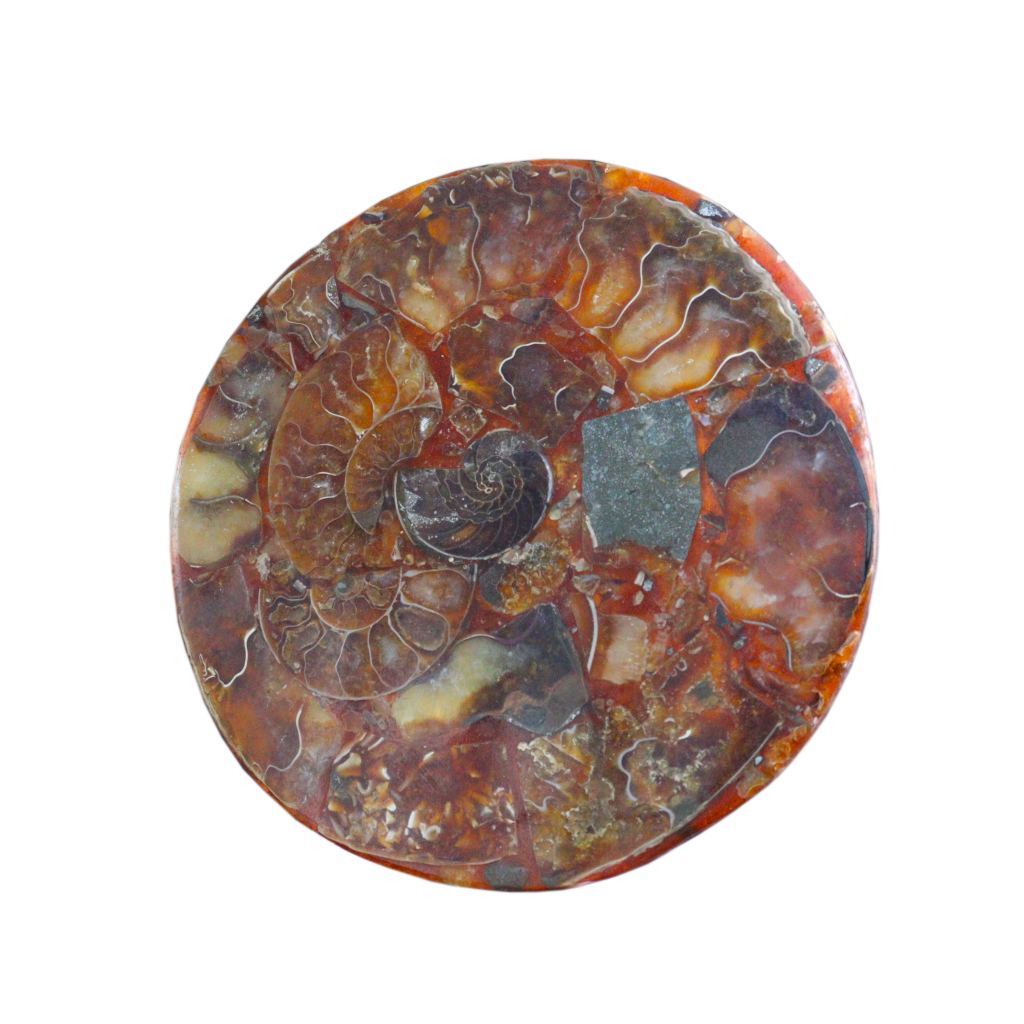 Composite Fossil Plate (Assembled Art Form)