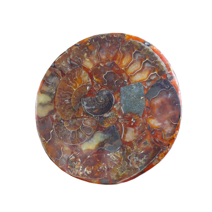 Composite Fossil Plate (Assembled Art Form)