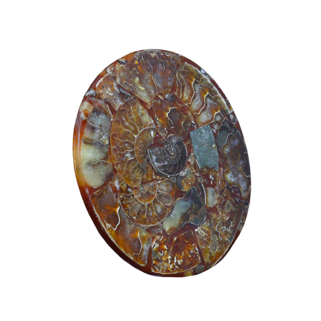 Composite Fossil Plate (Assembled Art Form)