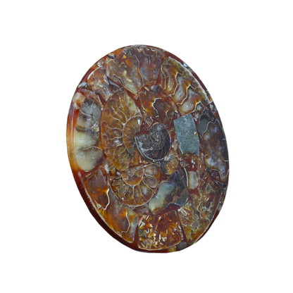 Composite Fossil Plate (Assembled Art Form)