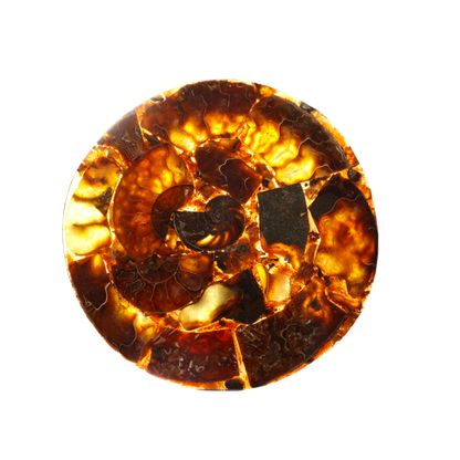 Composite Fossil Plate (Assembled Art Form)