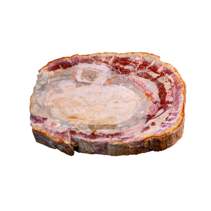Petrified Wood Slices