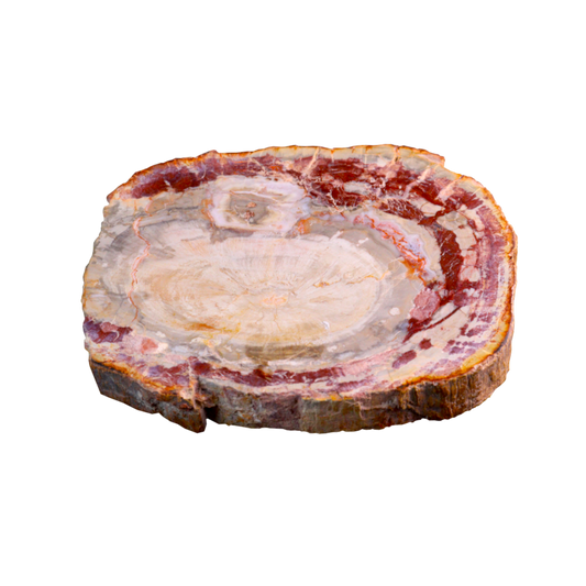 Petrified Wood Slices