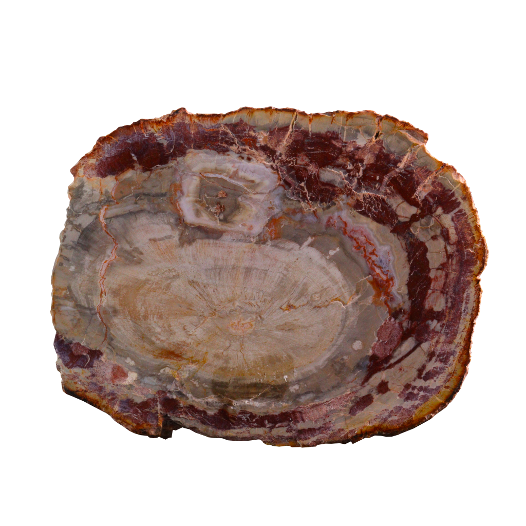 Petrified Wood Slices