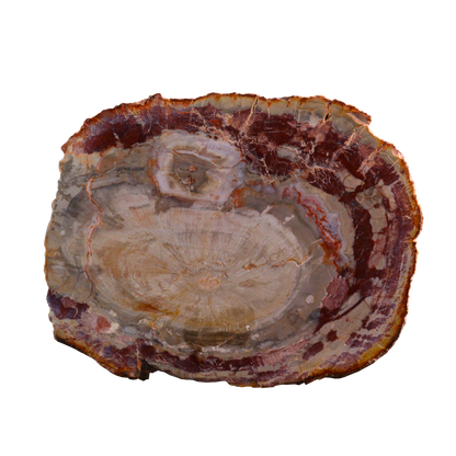 Petrified Wood Slices