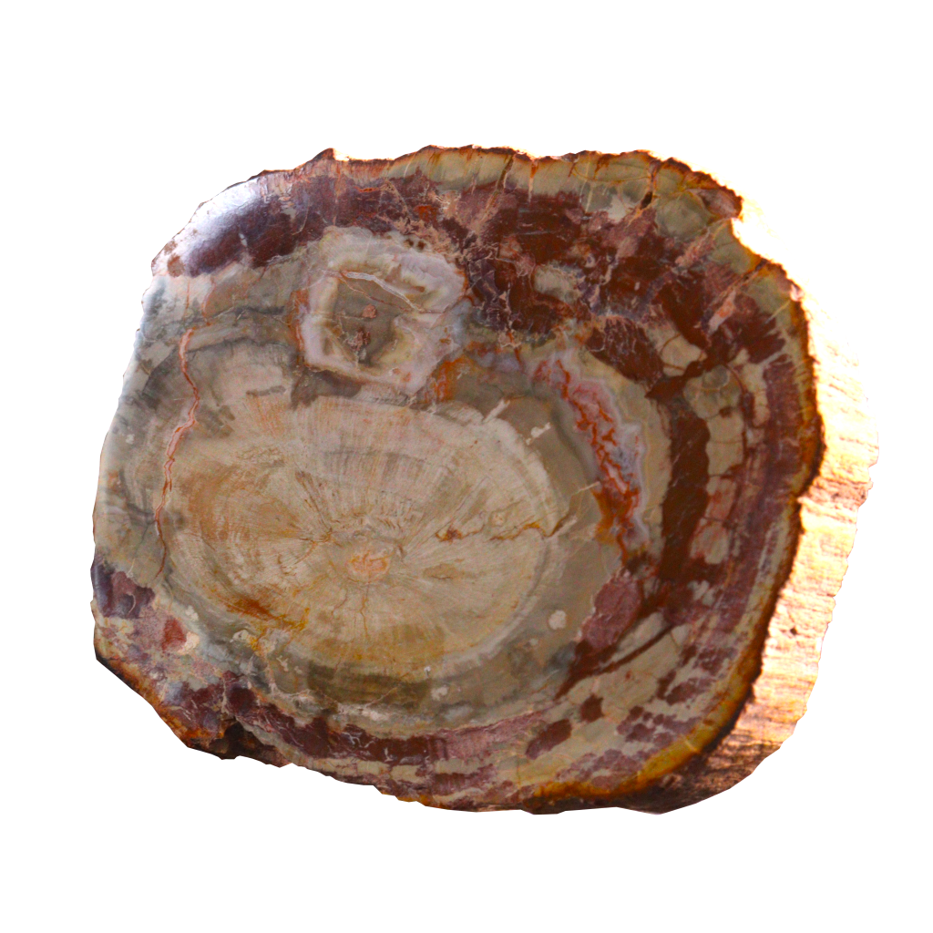 Petrified Wood Slices