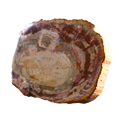 Petrified Wood Slices
