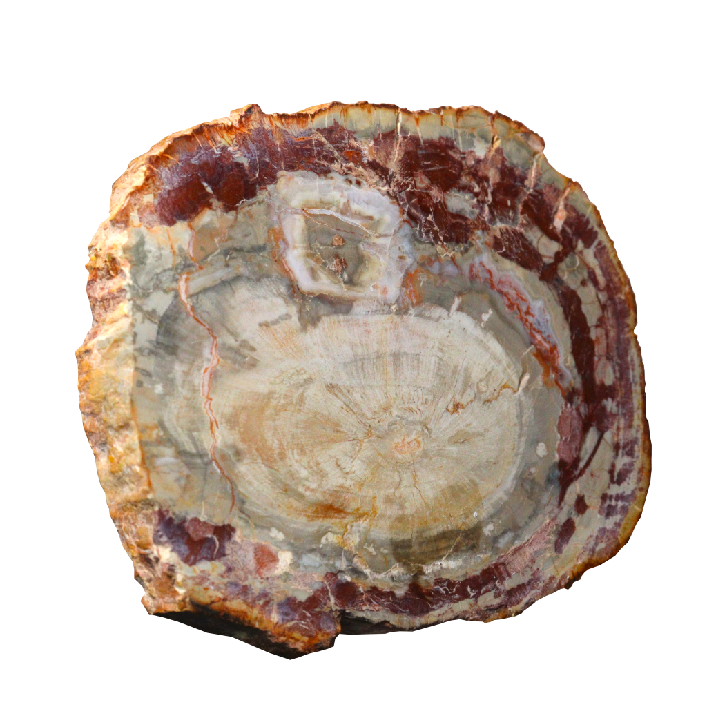 Petrified Wood Slices