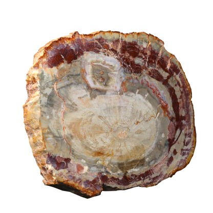 Petrified Wood Slices