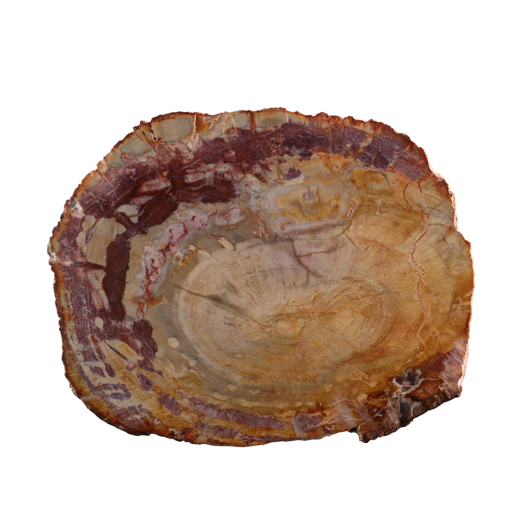 Petrified Wood Slices