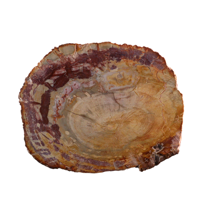 Petrified Wood Slices