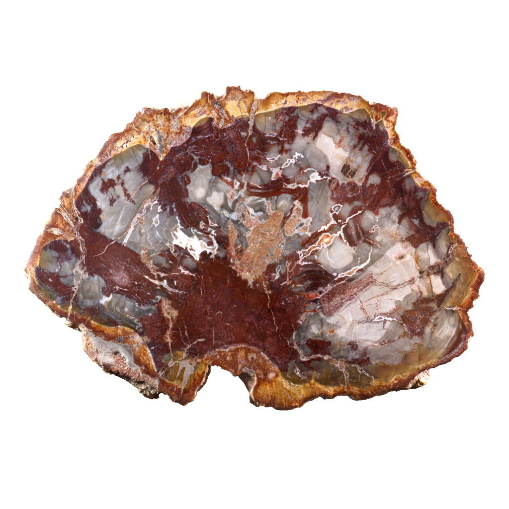 Petrified Wood Slices