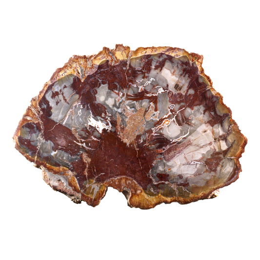 Petrified Wood Slices