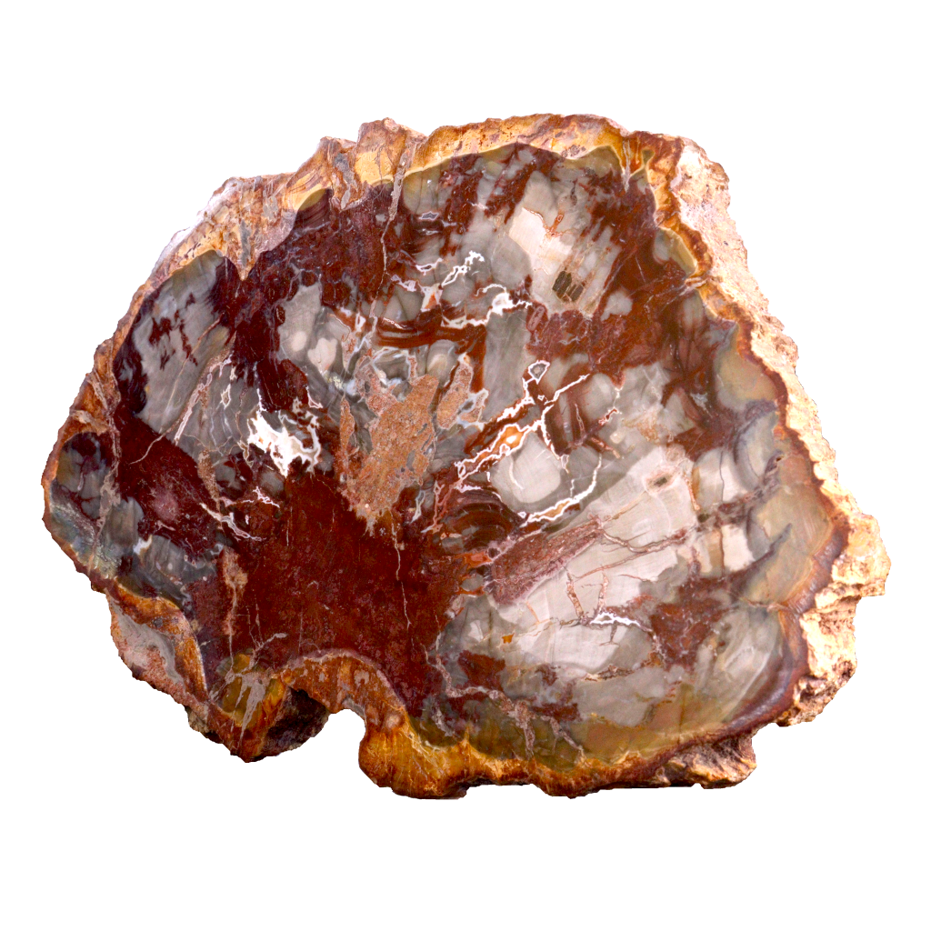 Petrified Wood Slices
