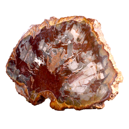 Petrified Wood Slices