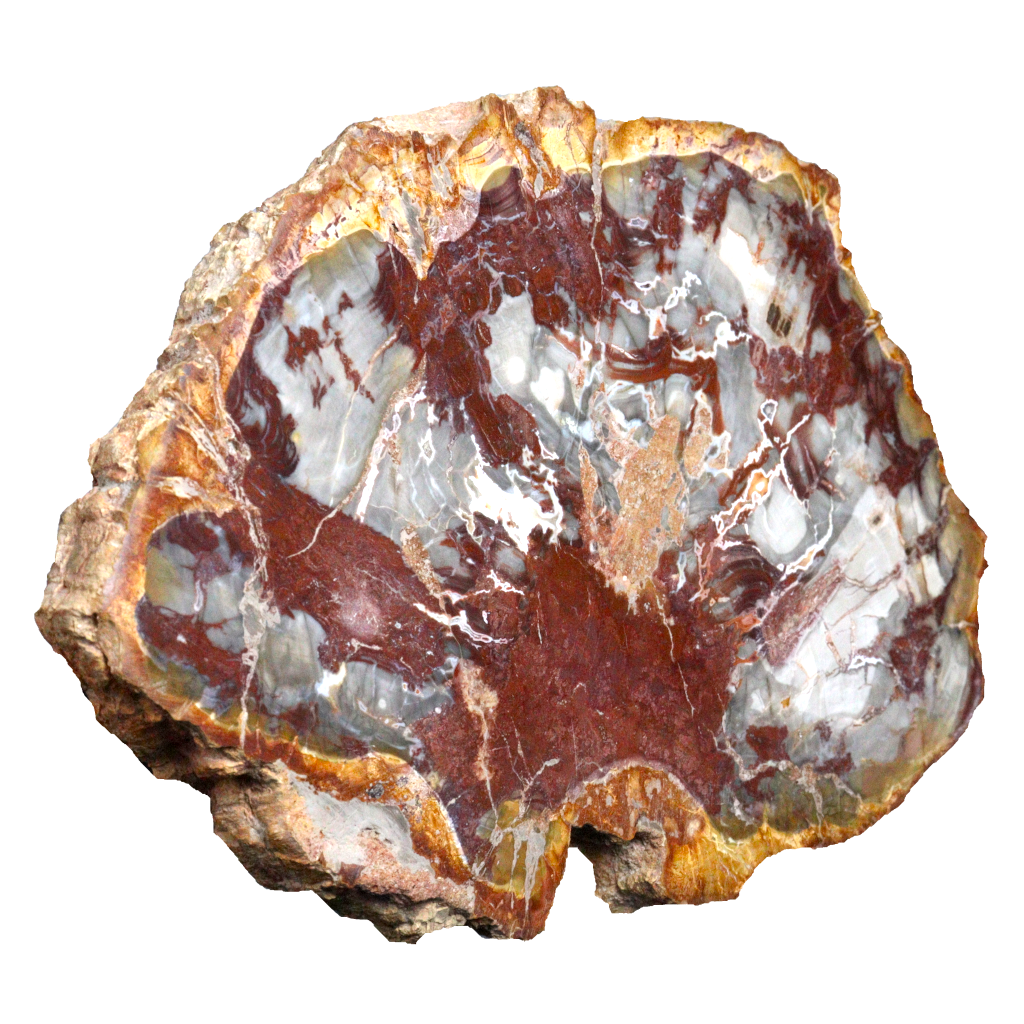 Petrified Wood Slices