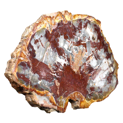 Petrified Wood Slices