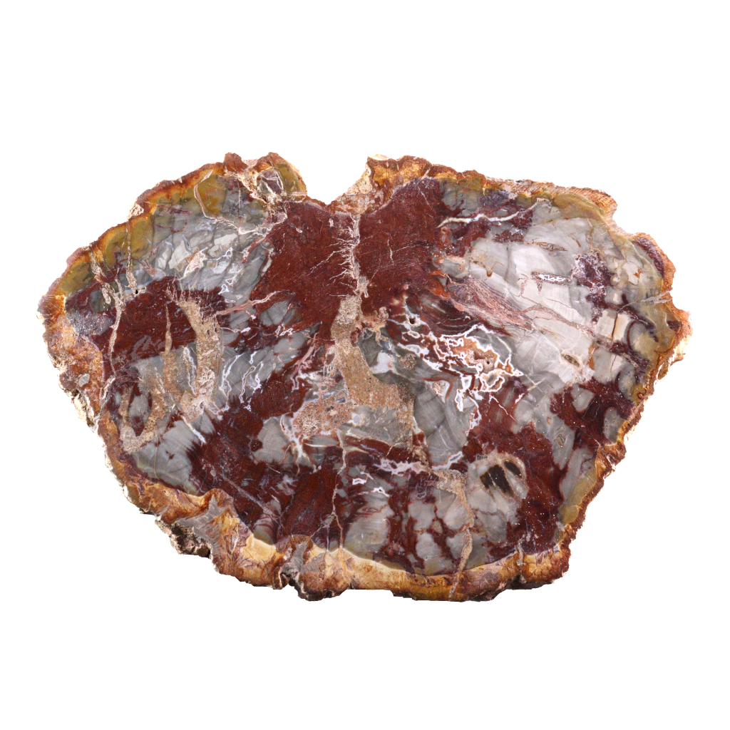 Petrified Wood Slices