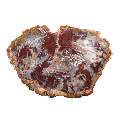 Petrified Wood Slices
