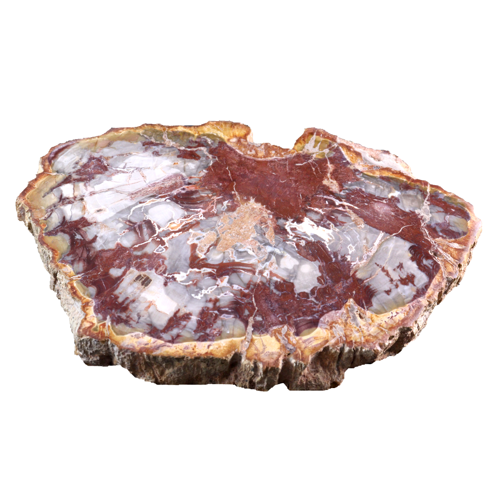 Petrified Wood Slices