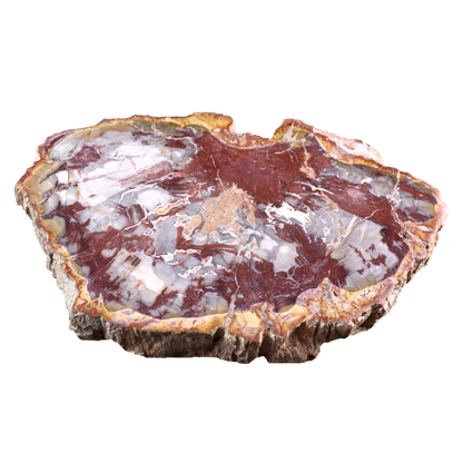 Petrified Wood Slices