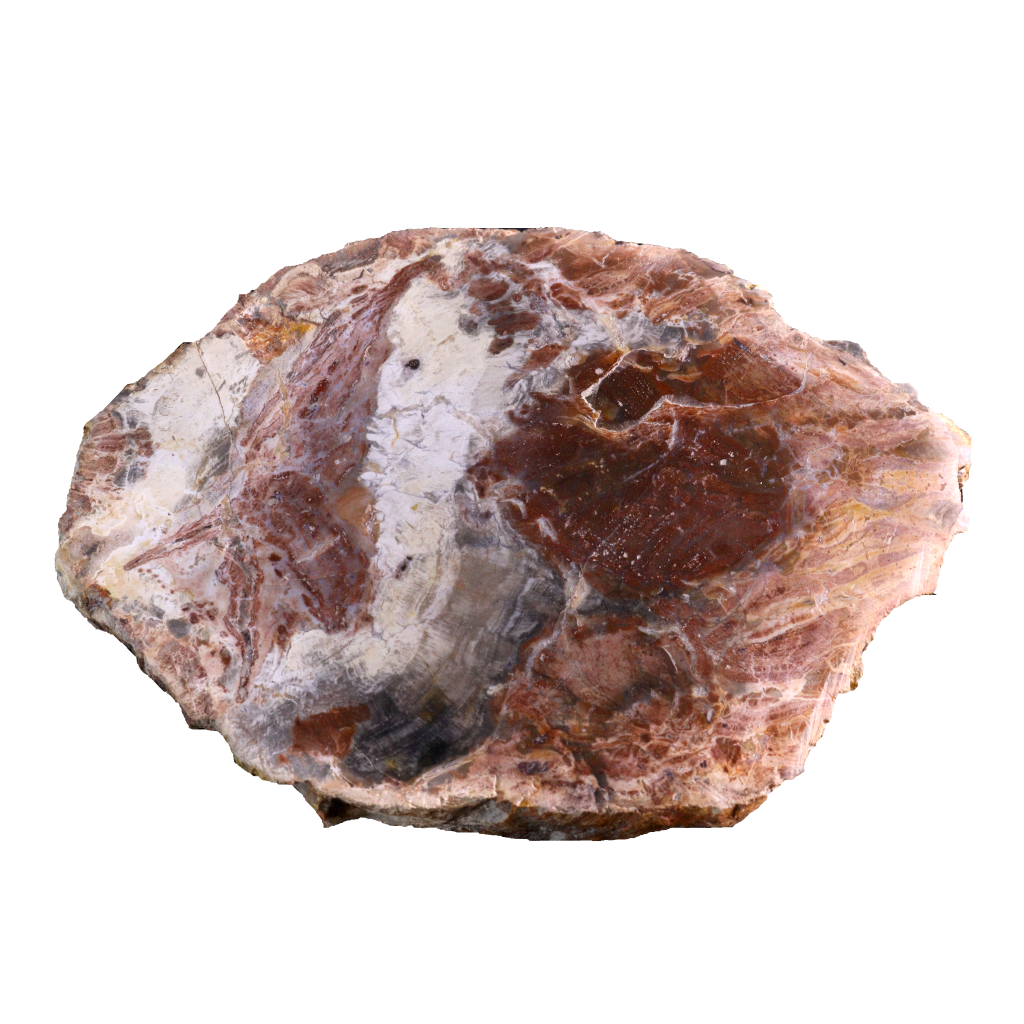Petrified Wood Slices