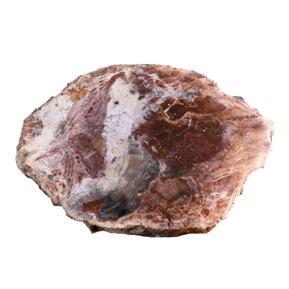 Petrified Wood Slices