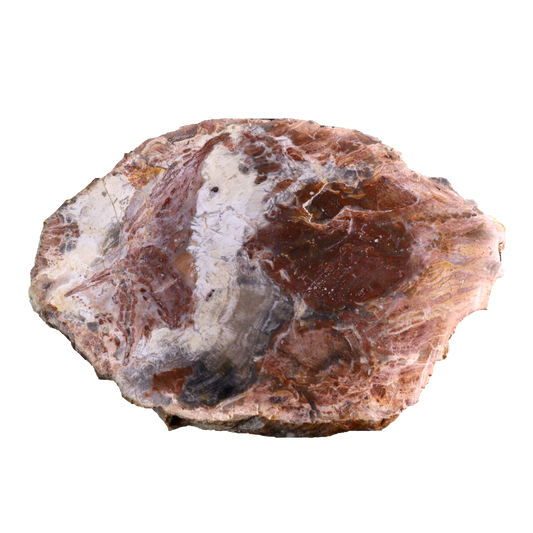 Petrified Wood Slices